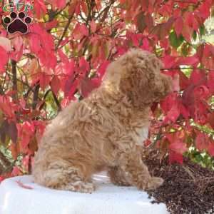 Charity, Cavapoo Puppy